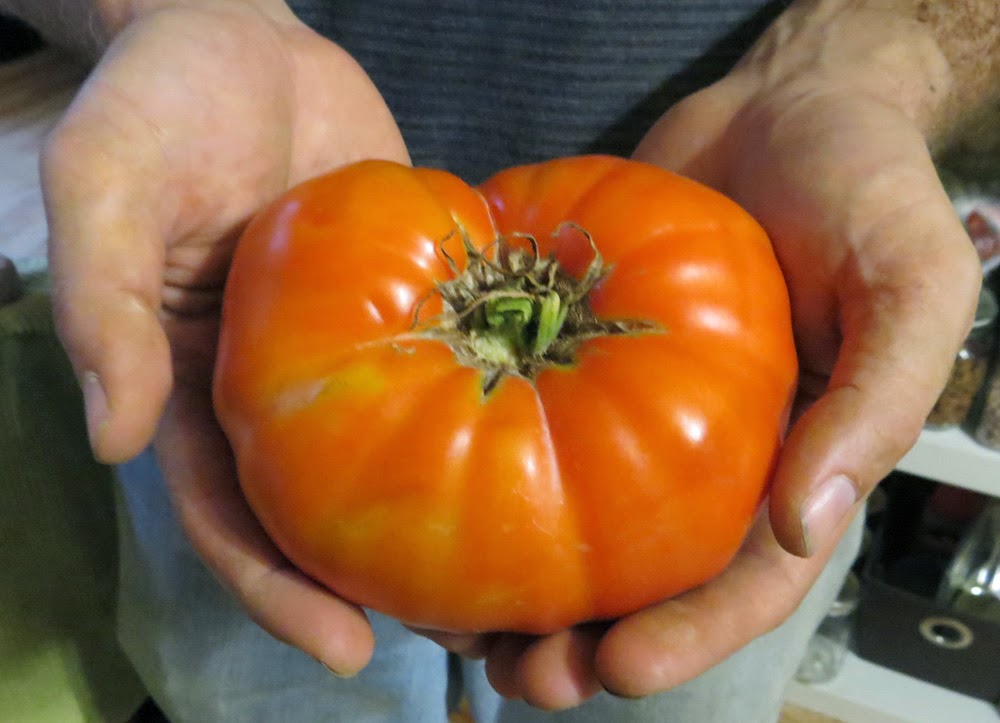 Tomato Harvest Maitri Homestead
