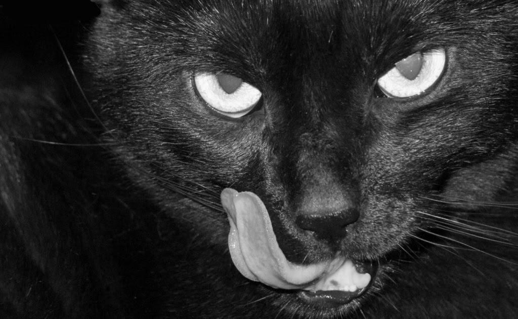 kedi resimleri, en guzel kedi resimleri kara kedi
