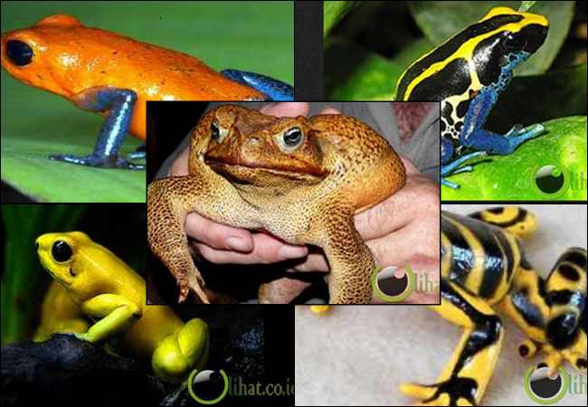 10 Hewan Katak Memiliki Racun yang paling Mematikan