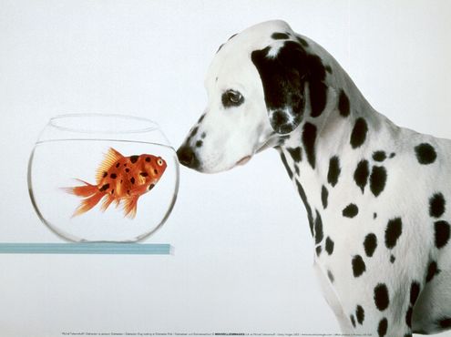 Tri Colored Dalmatian