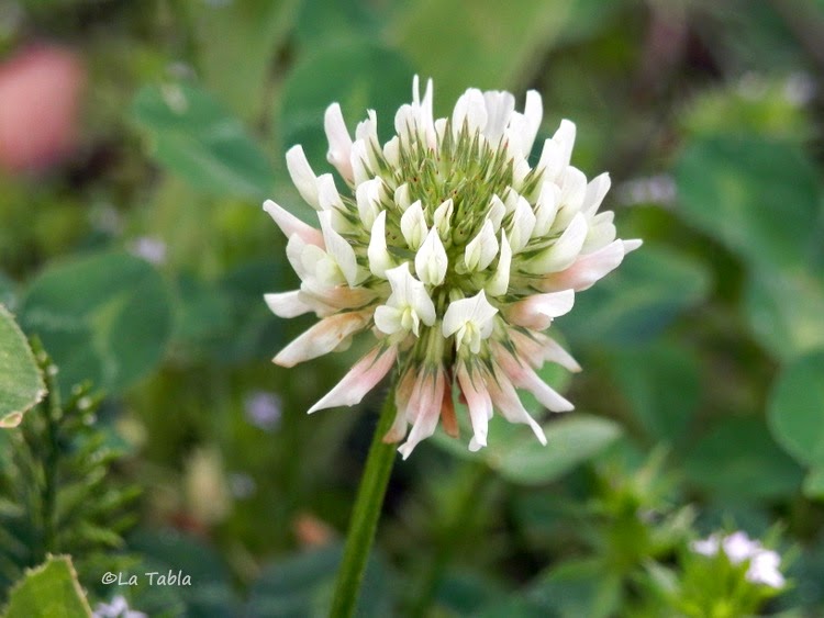flor de Trifolium repens, el trebol blanco o rastrero que se utiliza en el jardín para sustituir al césped