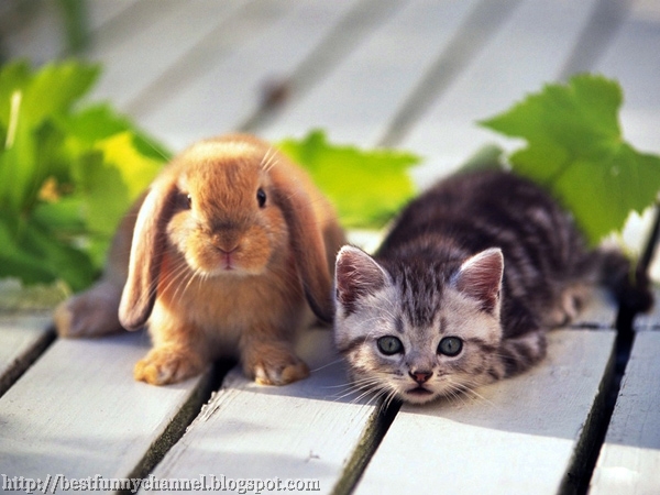  Red bunny and kitten