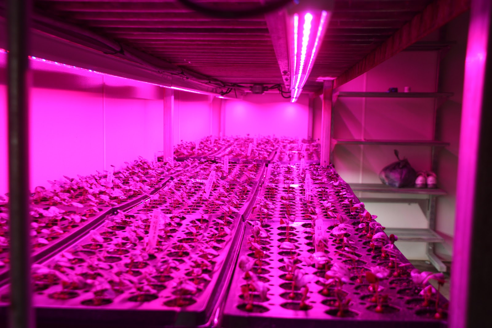 Horticultural LED Grow Lights Grower Looks to Increase Efficiency