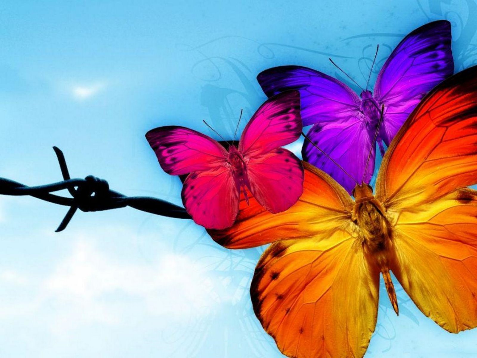 Free Cool Wallpapers: butterfly wallpapers