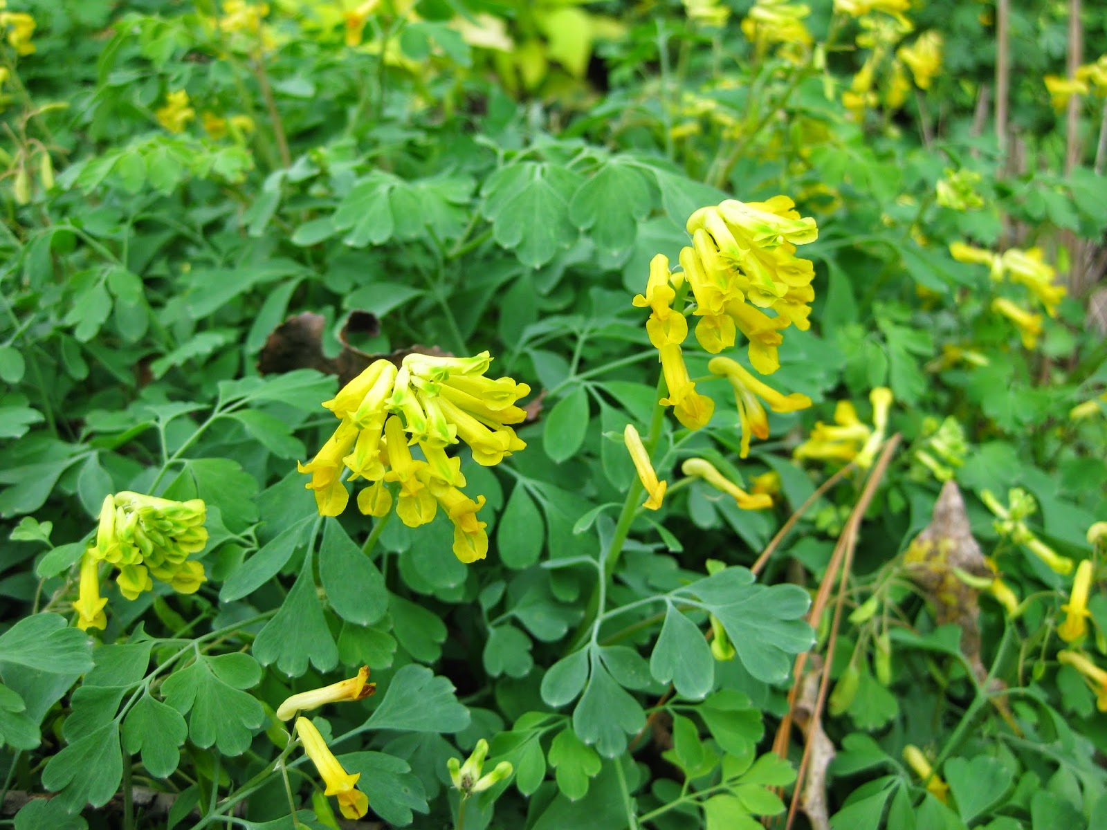 Rotary Botanical Gardens Hort Blog Yellow Fumitory