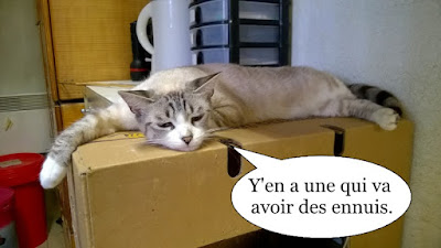 Jolie chatte blanche affalée sur un carton.
