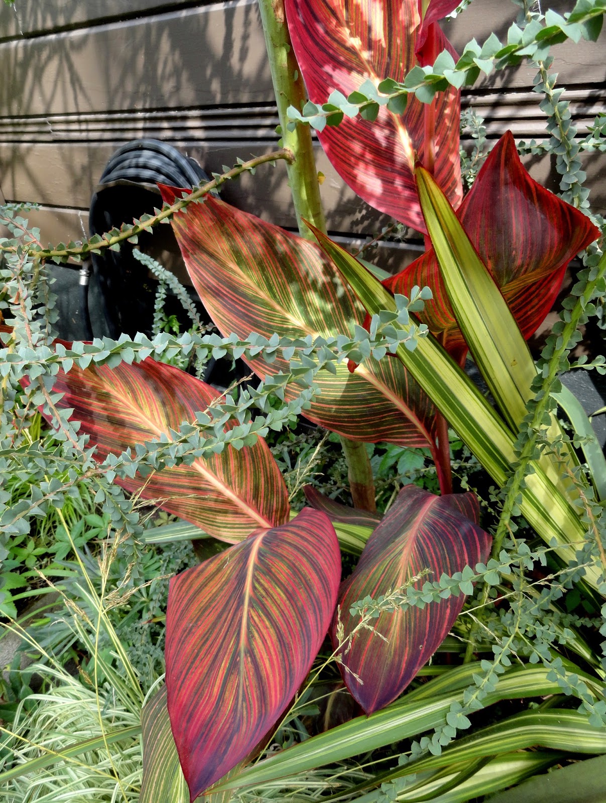 I M In The Garden Today Fragrant Sarcococca