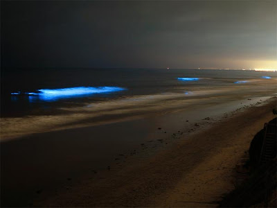 fitoplancton bioluminiscente