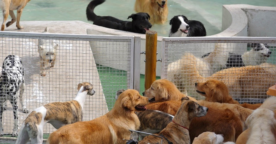 Coisas Pra Pets Creches Para Cães Day Care Dogs Hotel para Cães