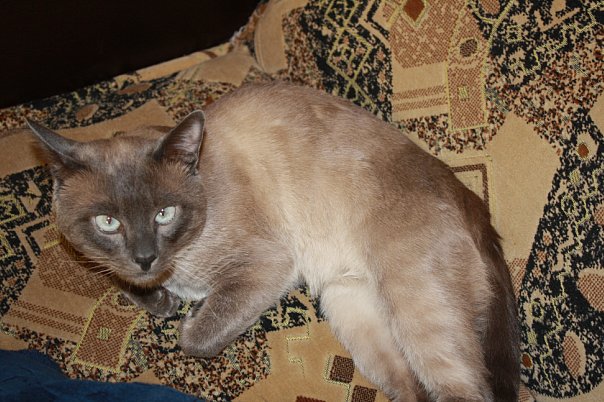 aggressive siamese cats care