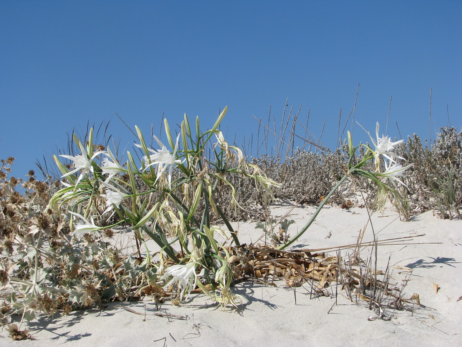 Of sea Daffodil (Pancratium maritimum) Discovering Kos and the