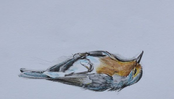 Comment savoir si un petit oiseau est mort ?