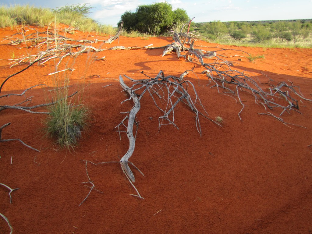 Namibia Claudia Dippold Pdf Kostenfreier Download