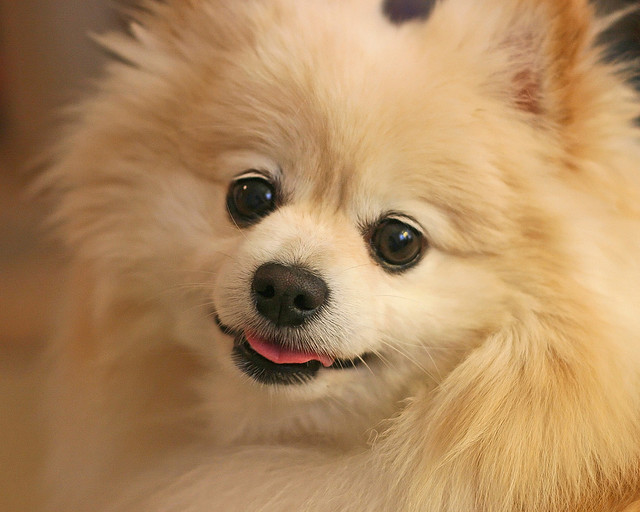 adorable pomeranian pomeranian 4 wallpaper and animal m5x eu adorable pomeranian pomeranian 4 wallpaper and animal m5x eu