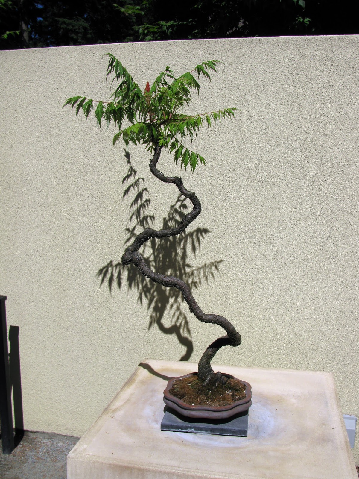 Capewood's Collections Pacific Rim Bonsai Collection