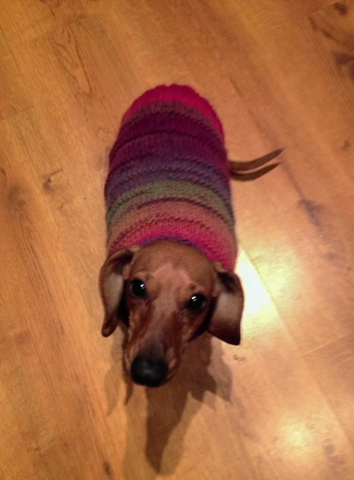 Little Brown Dawg Peanut Wearing Sweaters