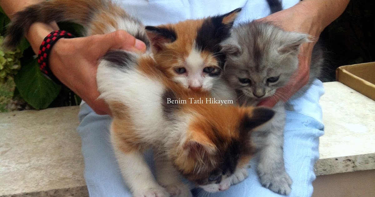 Sosyal Medya Kedi Olalı Bir Fare Tuttu!