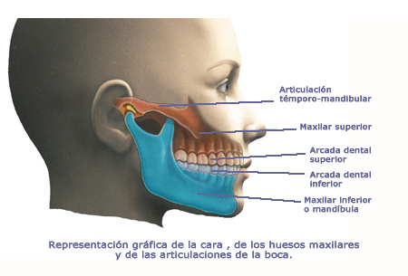 ANATOMIA DENTAL ODONTOLOGA 1 Libro Autor Diamond