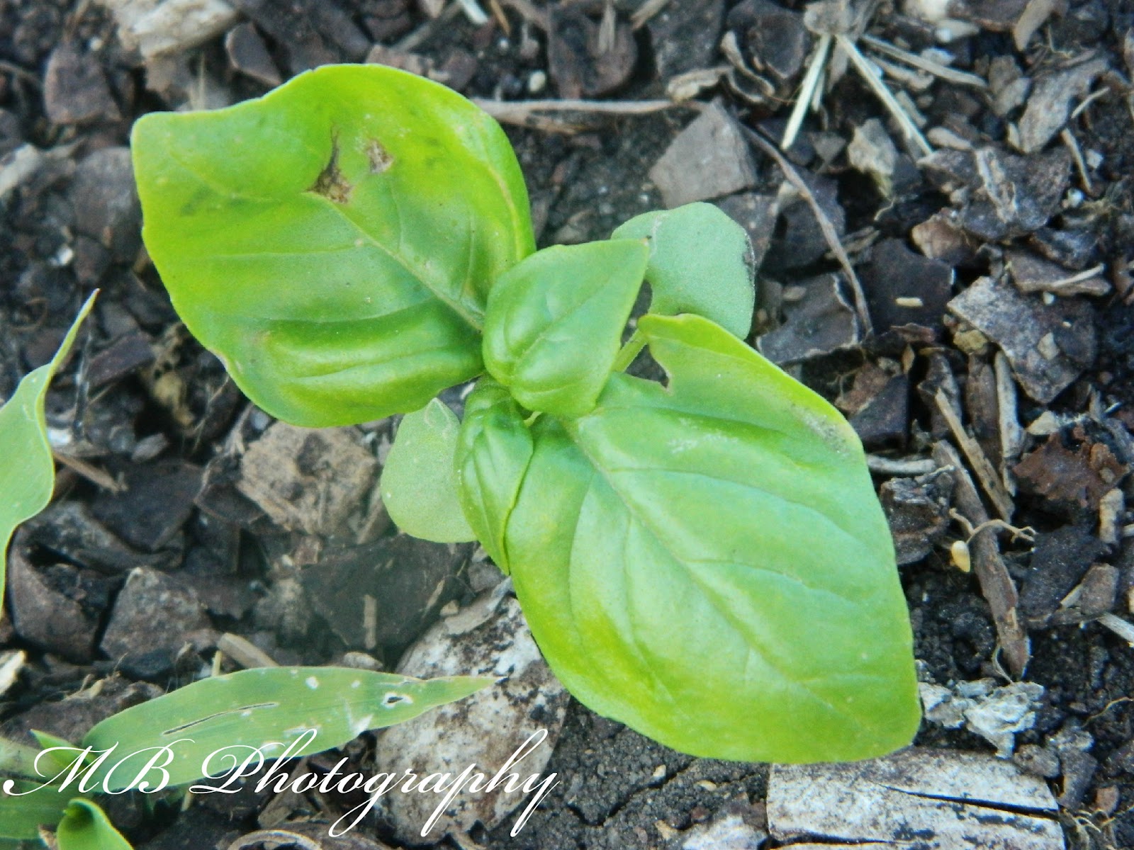 Barefoot Gardening
