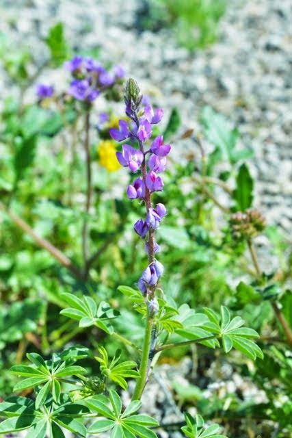 Arizona Lupine, Lupinus arizonica_1228