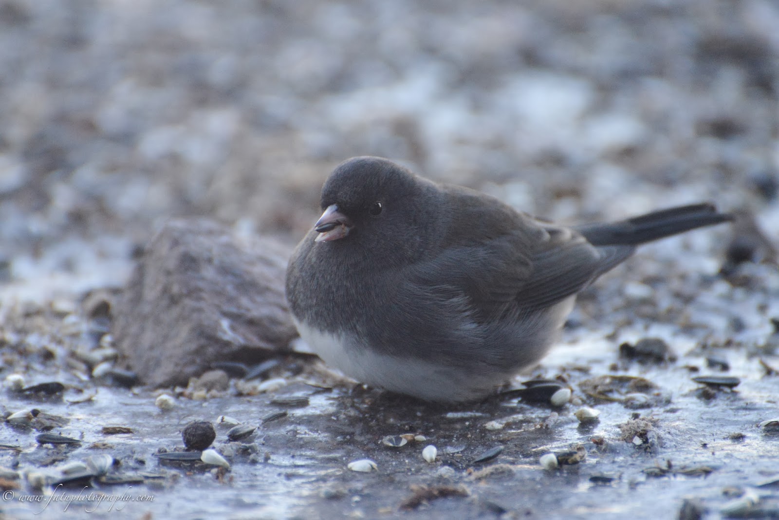 Fatu Photography Headshots & Lifestyle Birds of Kansas City