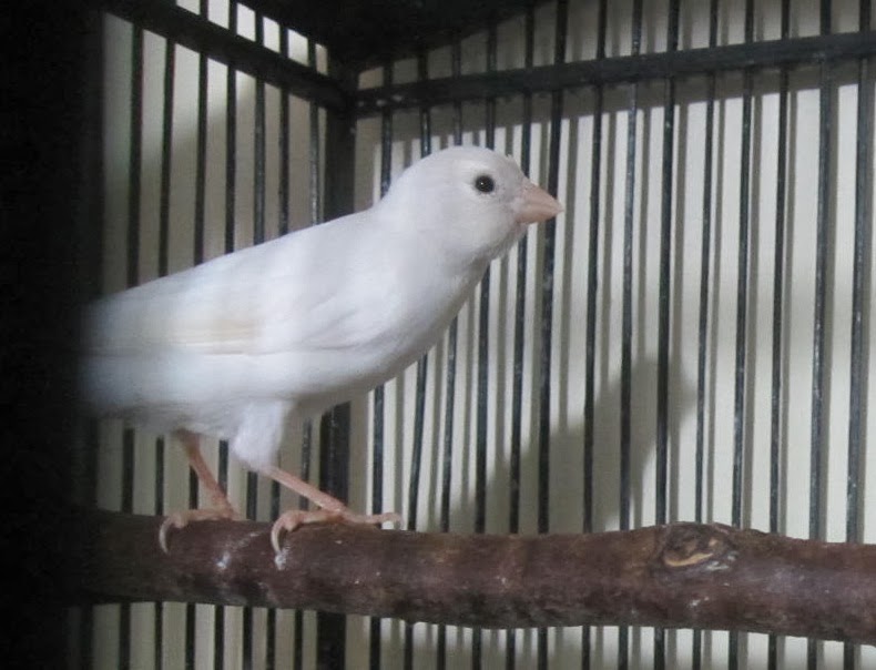 DIJUAL KENARI PUTIH POLOS DI JAKARTA SELATAN Rp 460 RIBU (NEGO) - BISA BARTER KACER ~ HOBI & SI PETANI