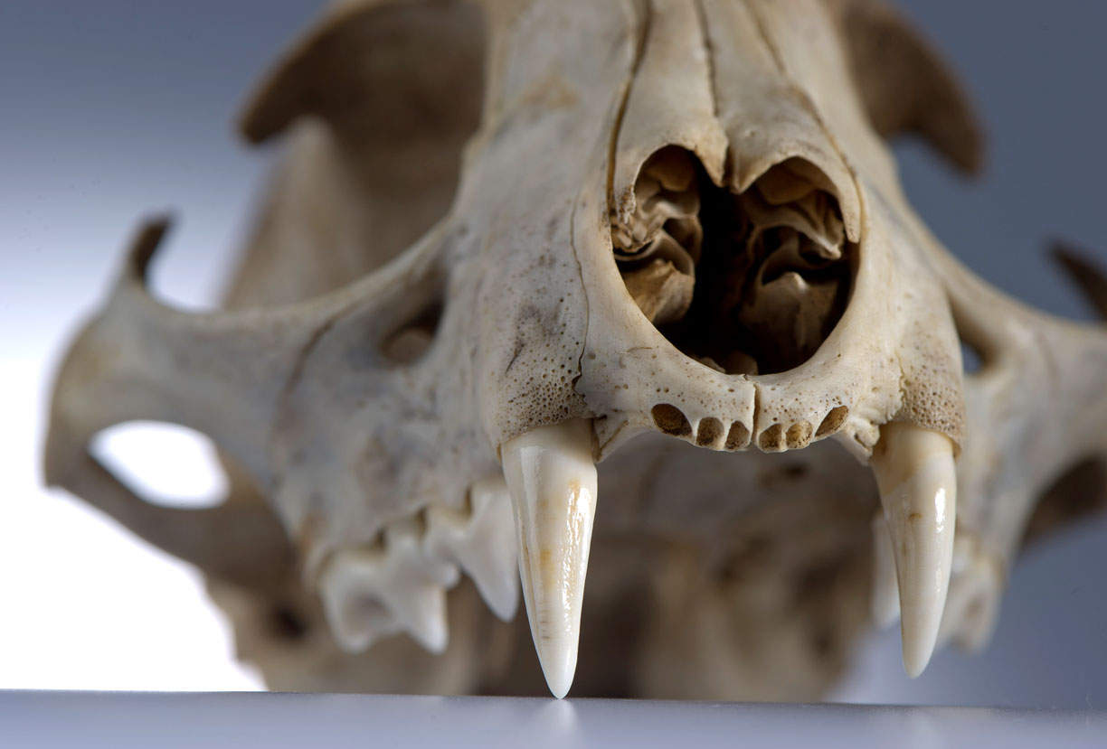 Robin Loznak Photography Animal skulls with seamless background
