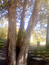 SYCAMORE THREE IN THE FALL