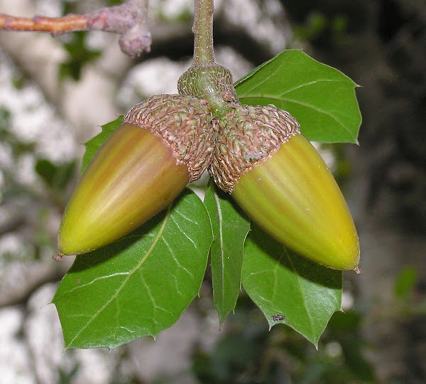 In The Company Of Plants And Rocks Acorn Atole Not A Convenience Food