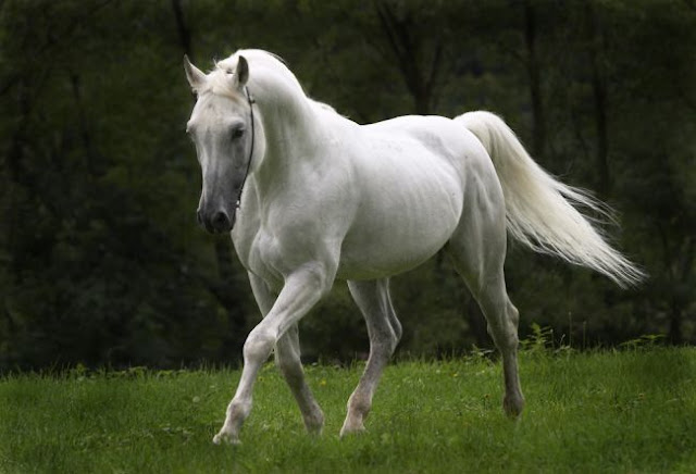 Dit plaatje doet je denken aan.. Beautiful+horse+pictures-1