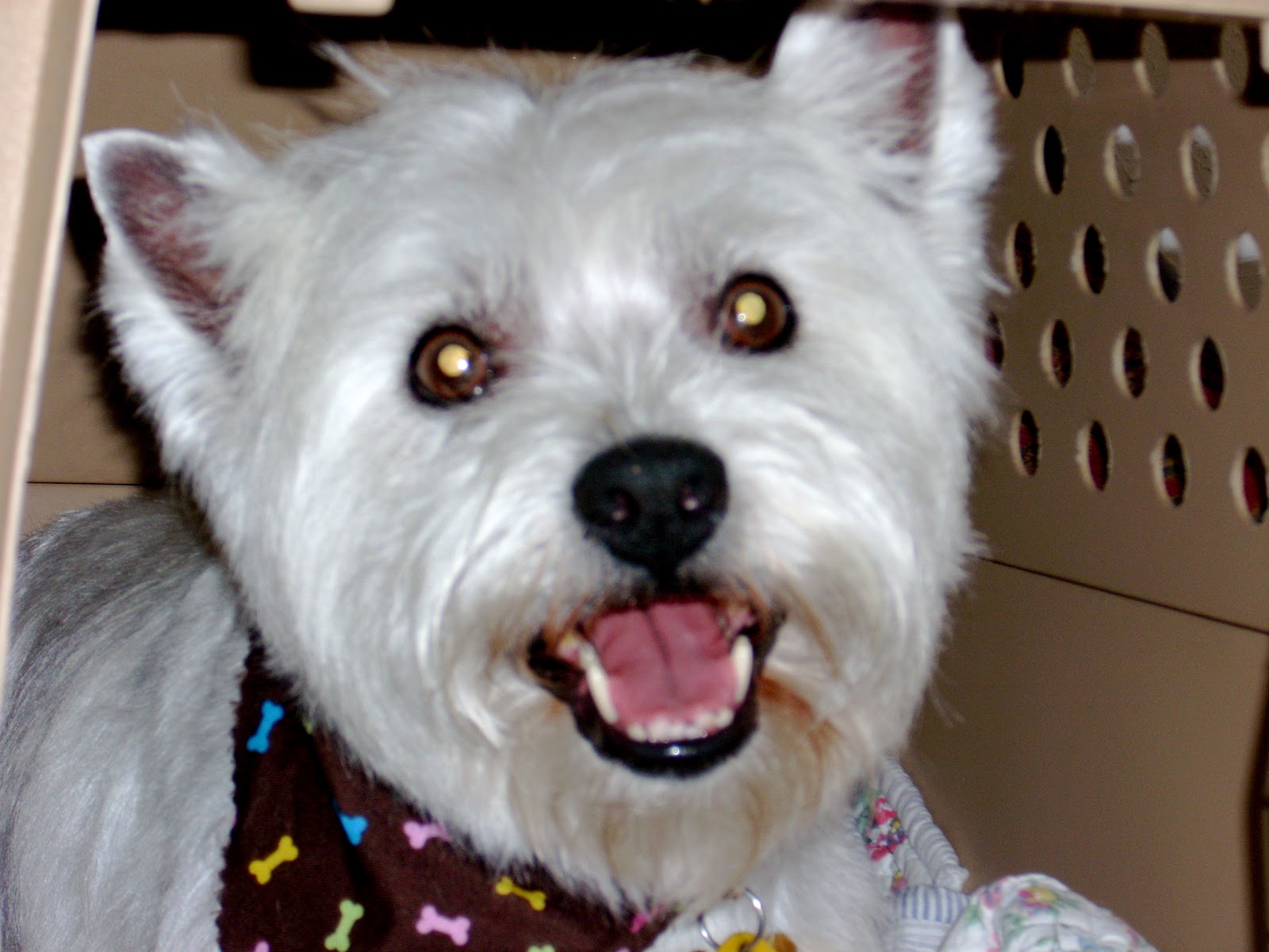 Funny Cute Westie Dogs Images/Pictures 2013 Pets Cute and Docile