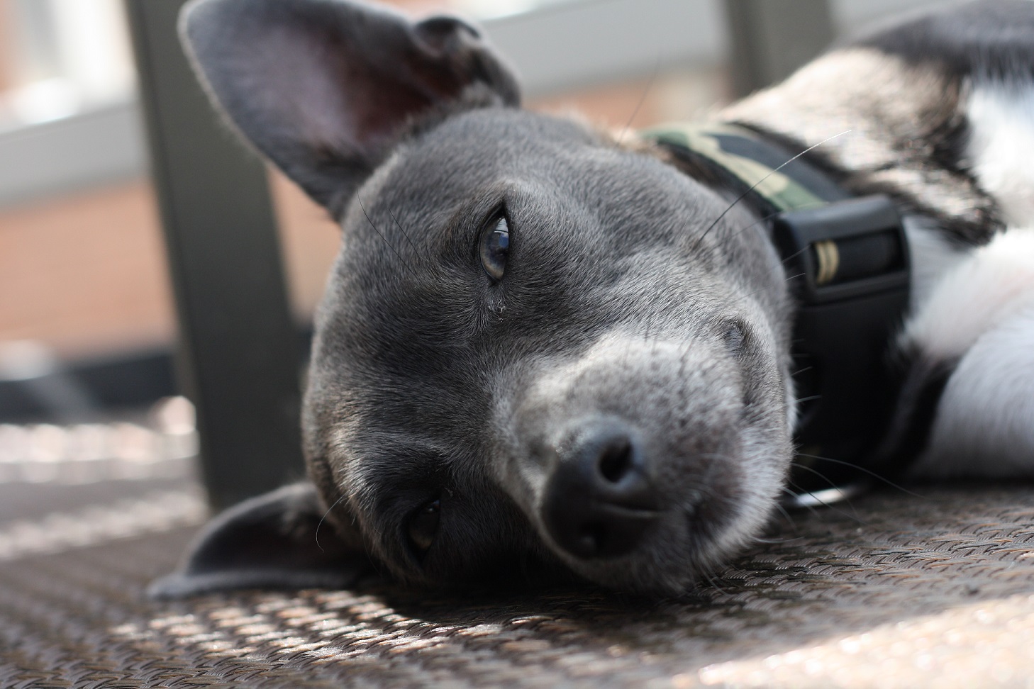 Common Sense Dog Training in Milton Ontario Fun Dog Agility INTRO