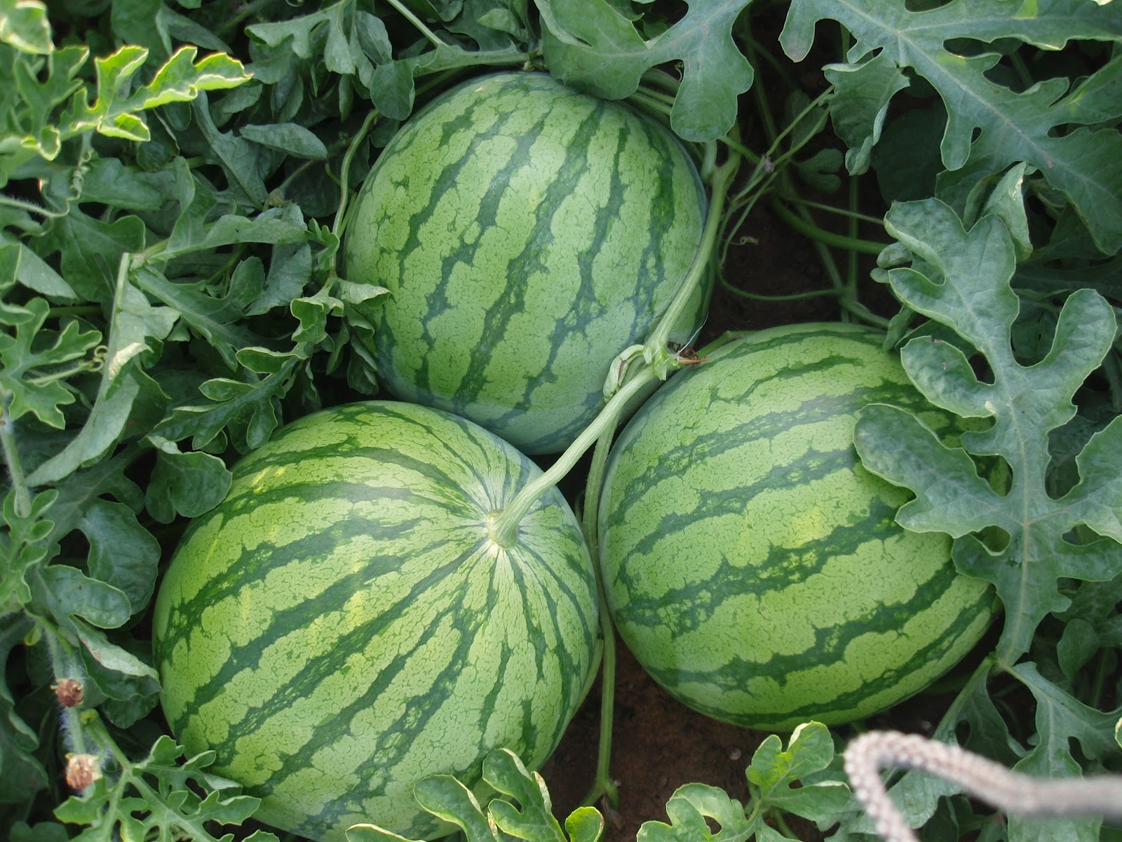 Sabor de la huerta PRIMERAS SANDIAS DE TEMPORADA