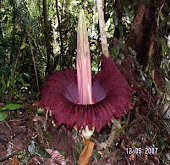 World Highest Flower in Batang Toru Forest