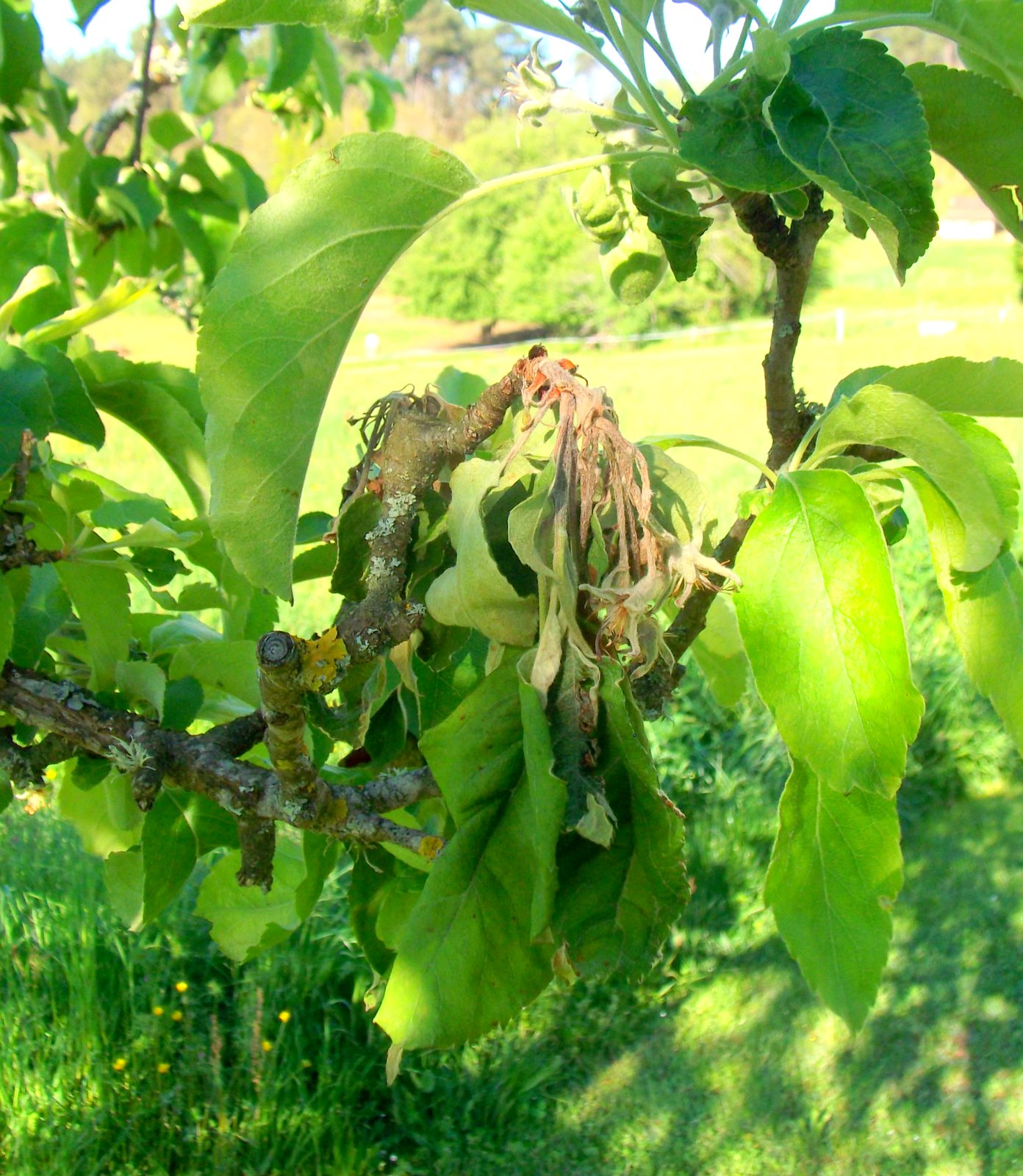 Magnon's Meanderings HELP!!!!