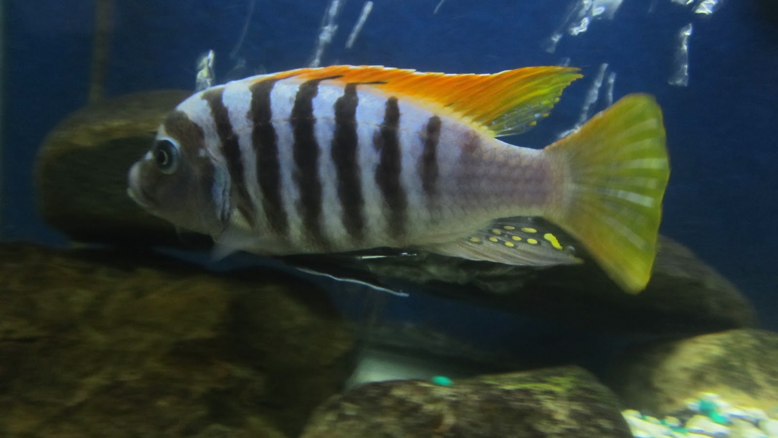 mal/tang fish Metriaclima pyrsonotos Red Top Zebra,41612