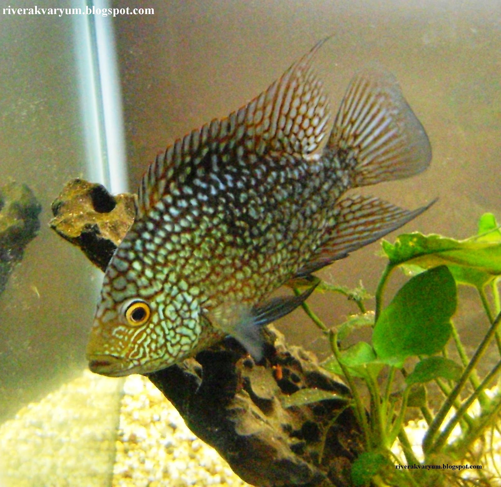 akvaryum ve baliklar