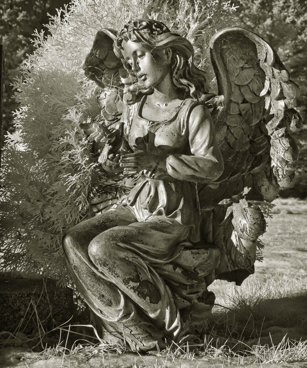 angel holding bird