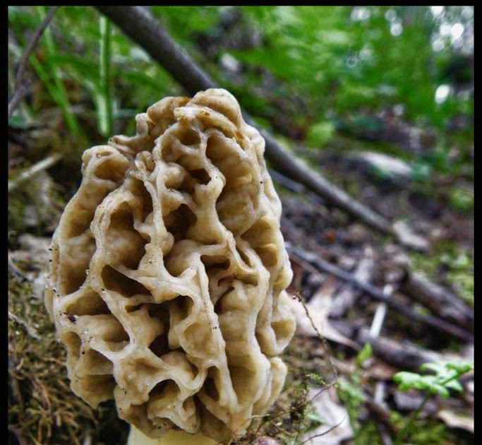 Mulewings Secrets to Finding Morels