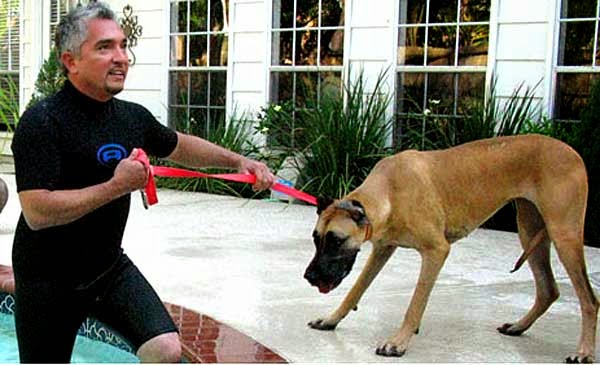 Red Zone Hunde brauchen Cesar Millan!