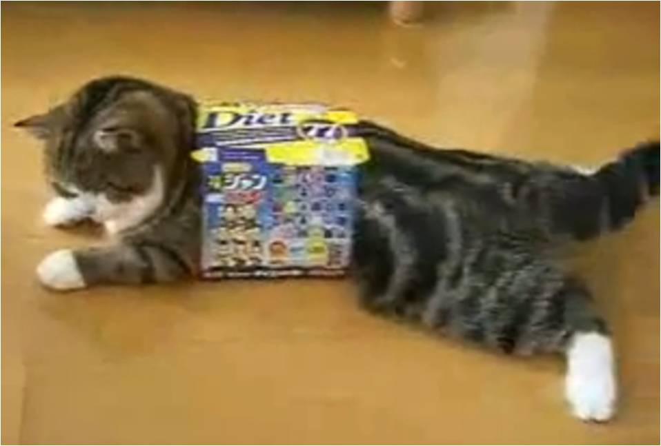 Gattilicious  =^.^= Cat+in+a+box