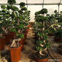 Grandes ejemplares de ficus microcarpa ginseng  bonsai  en Barnaplant 