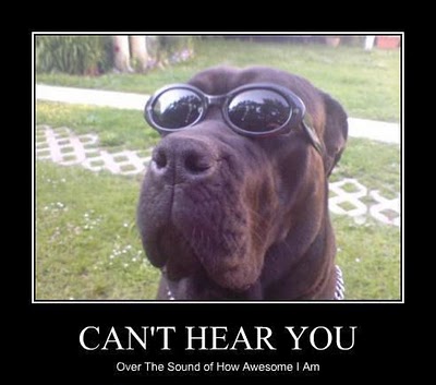 free funny dog pictures