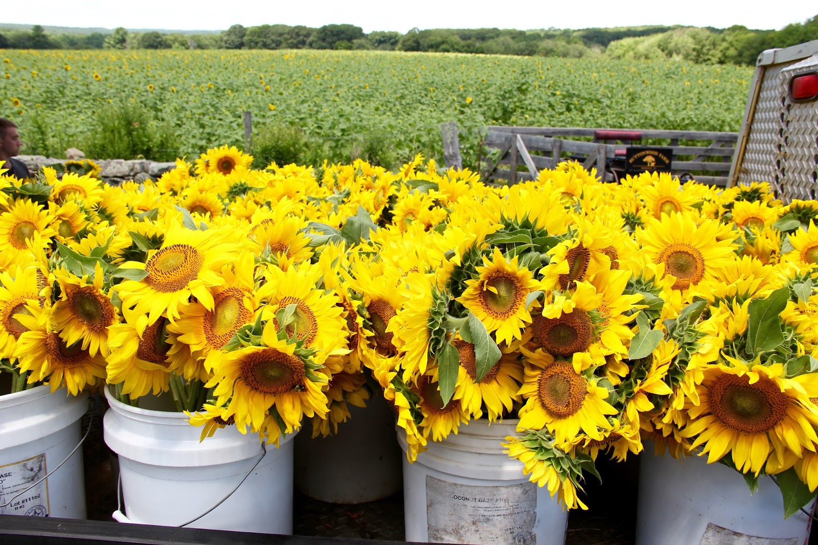 Naples and Hartford in Season Sunflowers