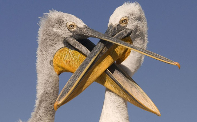 Imagens de animais mais incríveis já vistas