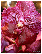 vanda orkidée