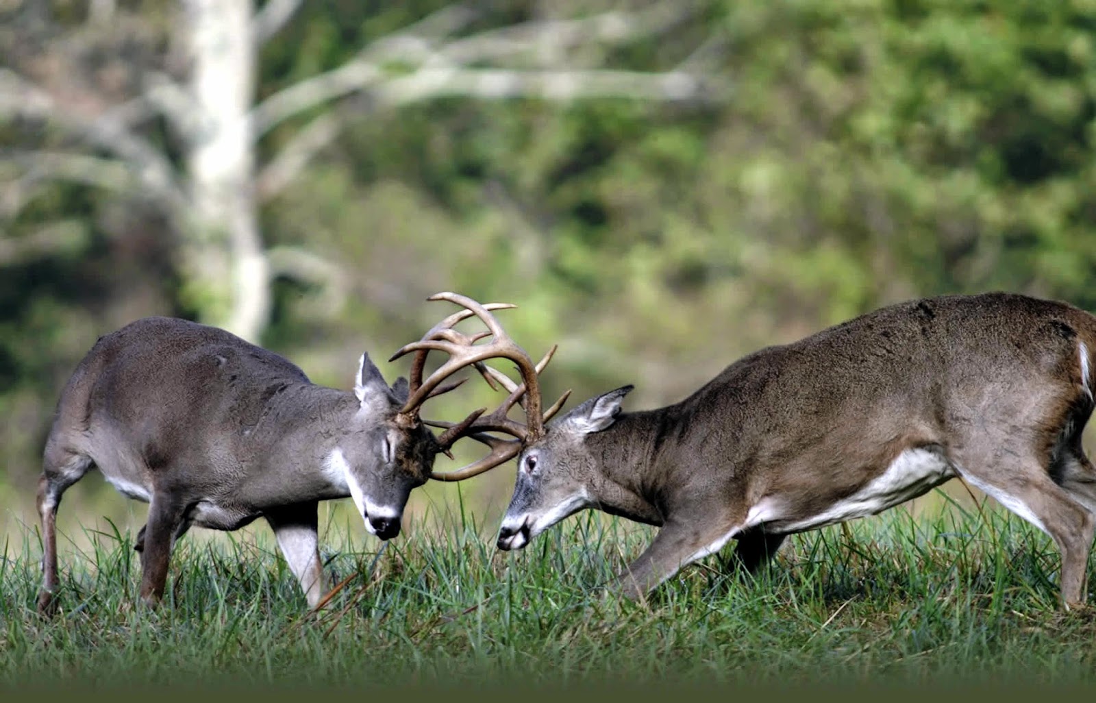 Project Gridless How to bag Big Bucks during Deer Hunting Season