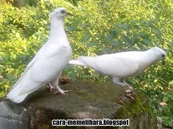 Macam Jenis dan Corak Warna Merpati Getakan