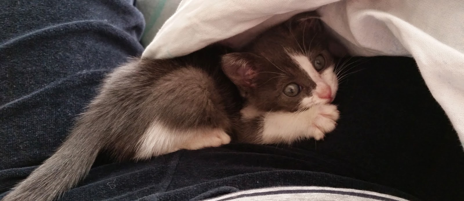 Bir kedi maskesine ihtiyacım olursa ne olur Bir kedi maskesine ihtiyacım olursa ne olur