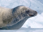 Antártida - Foca Cangrejera (Crabeater seal) Lobodon carcinophagus.